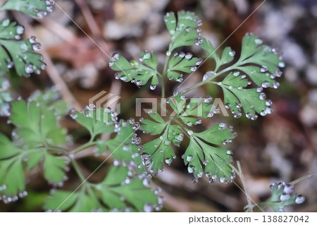 Water droplets from the water holes in the leaves Water droplets from the water holes in the leaves 138827042