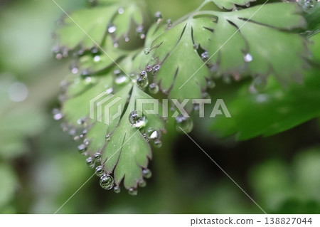 葉子水孔中的水滴 138827044