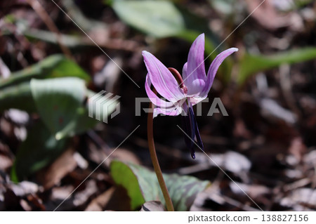 Katakuri flowers 138827156