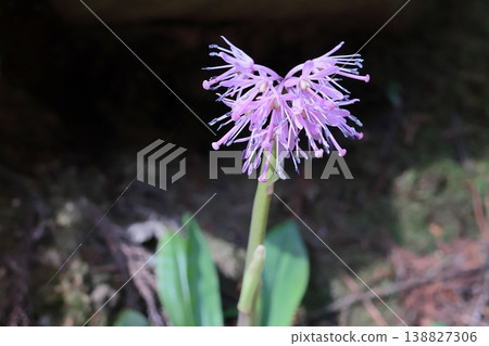 Shojo Bakama 138827306