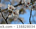 Somei Yoshino cherry blossoms stand out against the blue spring sky. 138828034