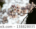 Morning cherry blossoms 138828035