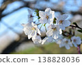 Light and Somei Yoshino cherry blossoms 138828036