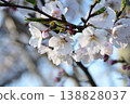 Yoshino cherry tree 138828037
