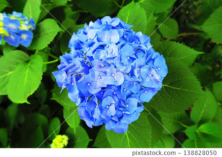 blue hydrangea landscape blue hydrangea landscape 138828050