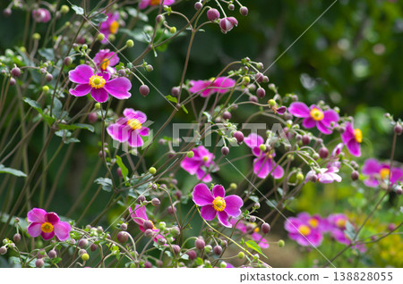Japanese anemone, which blooms with reddish-purple flowers. Japanese anemone, which blooms with reddish-purple flowers. 138828055
