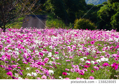 Cosmos field Cosmos field 138828085
