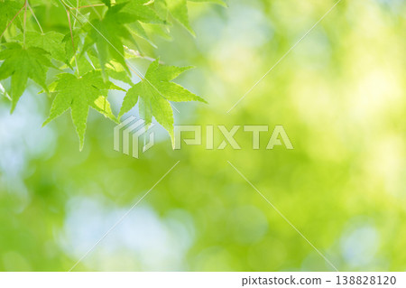 新鮮的綠色楓葉和透過樹木的陽光 新鮮的綠色楓葉和透過樹木的陽光 138828120