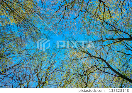 Spring tree canopy with fresh leaves against blue sky 138828148