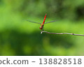 一隻紅色的蜻蜓在樹枝末端擺出了方尖碑般的姿勢。 138828518