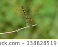 一隻紅色的蜻蜓在樹枝末端擺出了方尖碑般的姿勢。 138828519