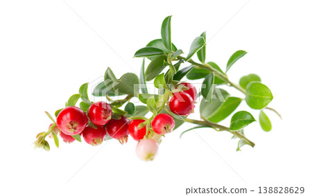 Fresh cowberry berries with leaves, isolated on white background. Ripe cranberry, cowberry, lingonberry. Clipping path. Fresh cowberry berries with leaves, isolated on white background. Ripe cranberry, cowberry, lingonberry. Clipping path. 138828629