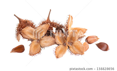 Beechnuts seeds isolated on white background. European beech nuts or Fagus sylvatica. Clipping path. Beechnuts seeds isolated on white background. European beech nuts or Fagus sylvatica. Clipping path. 138828656