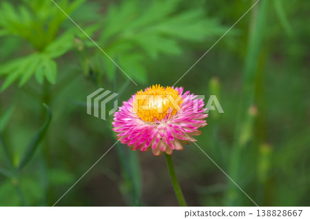 The flowering Emperor's lily The flowering Emperor's lily 138828667