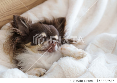 一隻吉娃娃犬正安詳地睡在白色的床上。 138828687