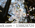 Miyagawa Tsutsumi Yoshino cherry tree 138828720