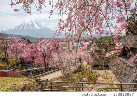 Saiko Iyashinosato Cherry Blossoms Saiko Iyashinosato Cherry Blossoms 138828987