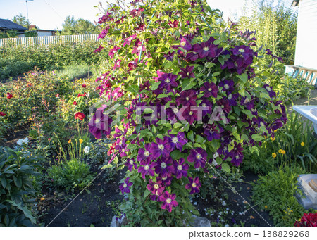 Vibrant purple clematis flowers climbing on a trellis in a lush garden filled with various colorful blooms and greenery under clear blue skies Vibrant purple clematis flowers climbing on a trellis in a lush garden filled with various colorful blooms and greenery under clear blue skies 138829268
