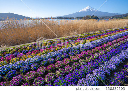 Mount Fuji, flower fields, Lake Kawaguchi Mount Fuji, flower fields, Lake Kawaguchi 138829303