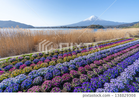 Mount Fuji, flower fields, Lake Kawaguchi 138829308