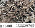 A pile of dried out dahlia tubers. 138829795