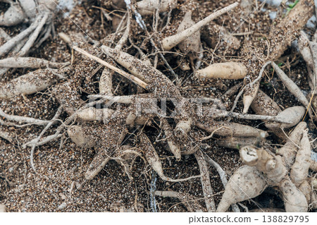 A pile of dried out dahlia tubers. A pile of dried out dahlia tubers. 138829795