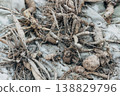 A pile of dried out dahlia tubers. 138829796