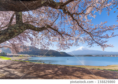 Cherry blossoms in bloom at Lake Kawaguchi, Mount Fuji Cherry blossoms in bloom at Lake Kawaguchi, Mount Fuji 138829860