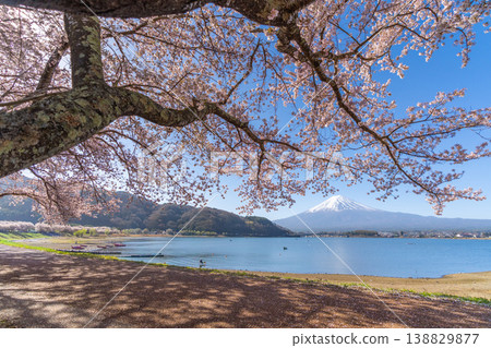 Cherry blossoms in bloom at Lake Kawaguchi, with Mount Fuji in the background. 138829877