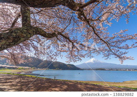 Cherry blossoms in bloom at Lake Kawaguchi, Mount Fuji Cherry blossoms in bloom at Lake Kawaguchi, Mount Fuji 138829882