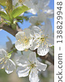 Cherry 138829948