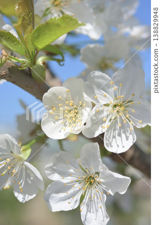 Cherry Cherry 138829948
