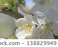 Cherry 138829949