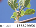 Kiwi fruit flower buds and young leaves: A spring image of a growing fruit tree. 138829950