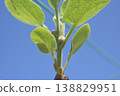 Kiwi fruit flower buds and young leaves: A spring image of a growing fruit tree. 138829951