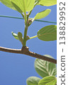 Kiwi fruit flower buds and young leaves: A spring image of a growing fruit tree. 138829952