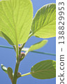 Kiwi fruit flower buds and young leaves: A spring image of a growing fruit tree. 138829953