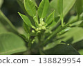 Image of pomelo sprout growth: Spring nature, plant germination 138829954
