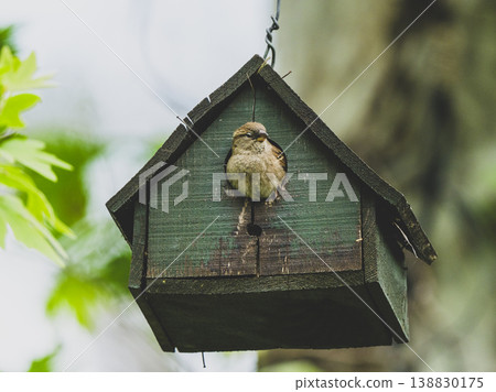 A cute sparrow in a bird's nest in the forest 138830175
