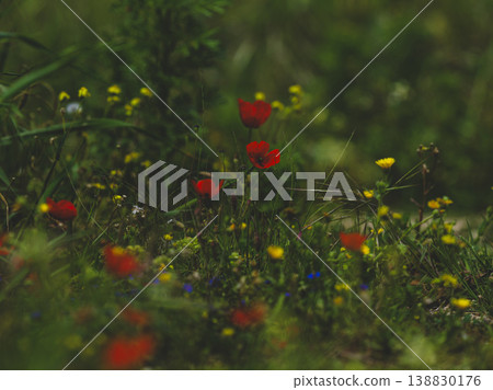 beautiful flowers in the nature 138830176
