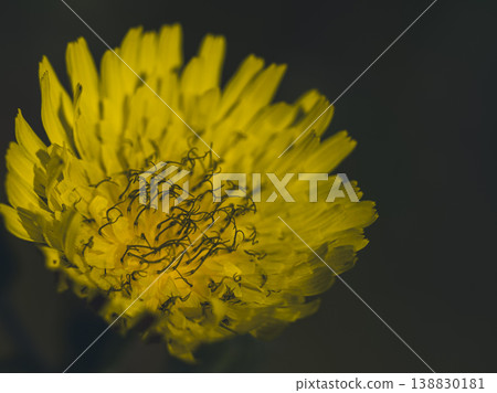 beautiful flower in the nature beautiful flower in the nature 138830181