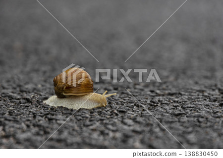Macro shot of a Helix pomatia with a detailed brown shell. A slow-moving edible snail on a wet textured surface Macro shot of a Helix pomatia with a detailed brown shell. A slow-moving edible snail on a wet textured surface 138830450