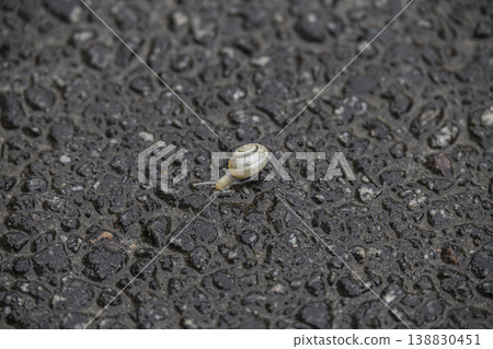 Close-up of a small garden snail with a light-colored shell. The animal is slowly exploring the wet ground after rain Close-up of a small garden snail with a light-colored shell. The animal is slowly exploring the wet ground after rain 138830451