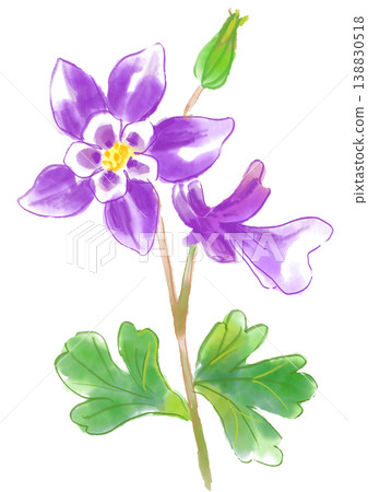 A hand-painted watercolor illustration of blooming columbine flowers. 138830518