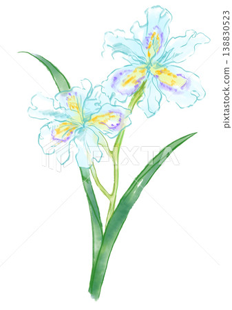 A hand-painted watercolor illustration of iris flowers in full bloom. 138830523