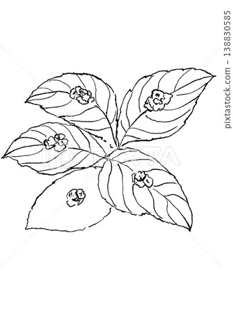 一幅手繪線條藝術插圖，描繪了盛開的冬青花。 138830585