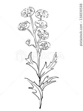 A hand-drawn line art illustration of blooming fleabane flowers. 138830588