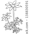 一幅手繪線條藝術插圖，描繪了一朵盛開的法蘭絨花。 138830591