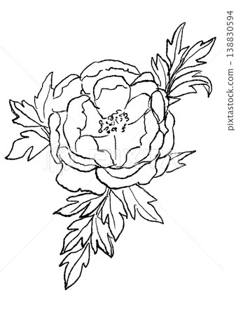 A hand-drawn line art illustration of blooming peony flowers. A hand-drawn line art illustration of blooming peony flowers. 138830594