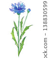 一幅手繪水彩插圖，描繪了盛開的矢車菊。 138830599